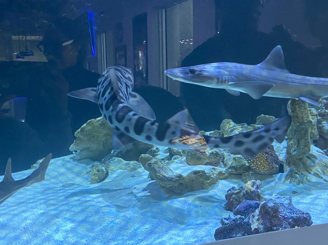 Boca Aquarium-博卡拉顿必去景点