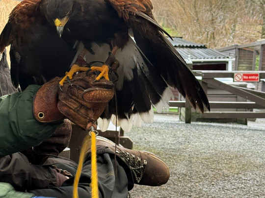 Kielder Water Bird of Prey Centre-Kielder必去景点