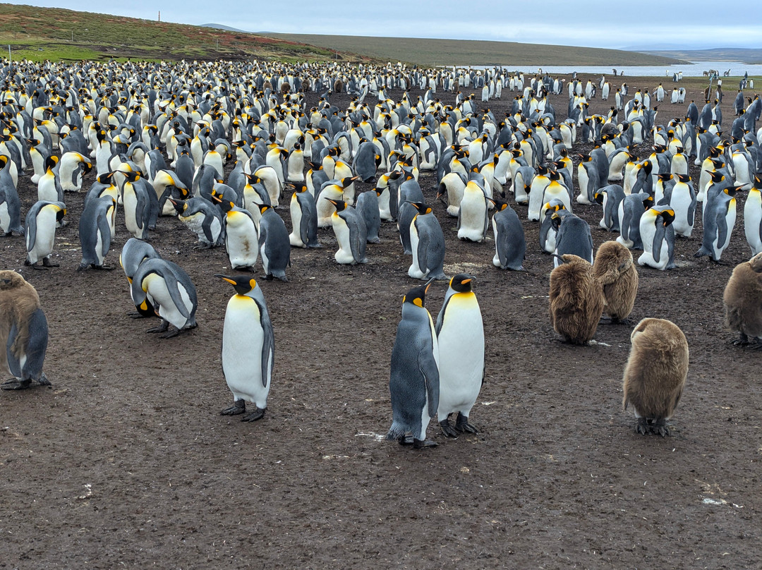 Volunteer Point-East Falkland必去景点