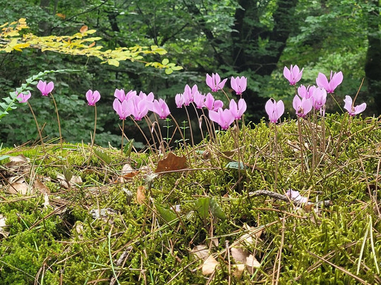 Cascades des Anglais-Vivario必去景点