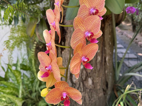 波特罗别墅 - 莫吉托之家民宿主图