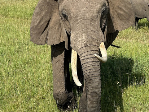 Afrikan Accent Adventures-内罗毕必去景点