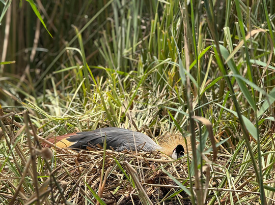 Kigezi Vima Safaris-Kibale National Park必去景点