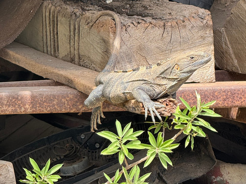 Tenorio Adventure Company-瓜纳卡斯特省必去景点