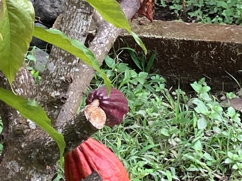 Sorga Bali Chocolate-卡朗阿森必去景点