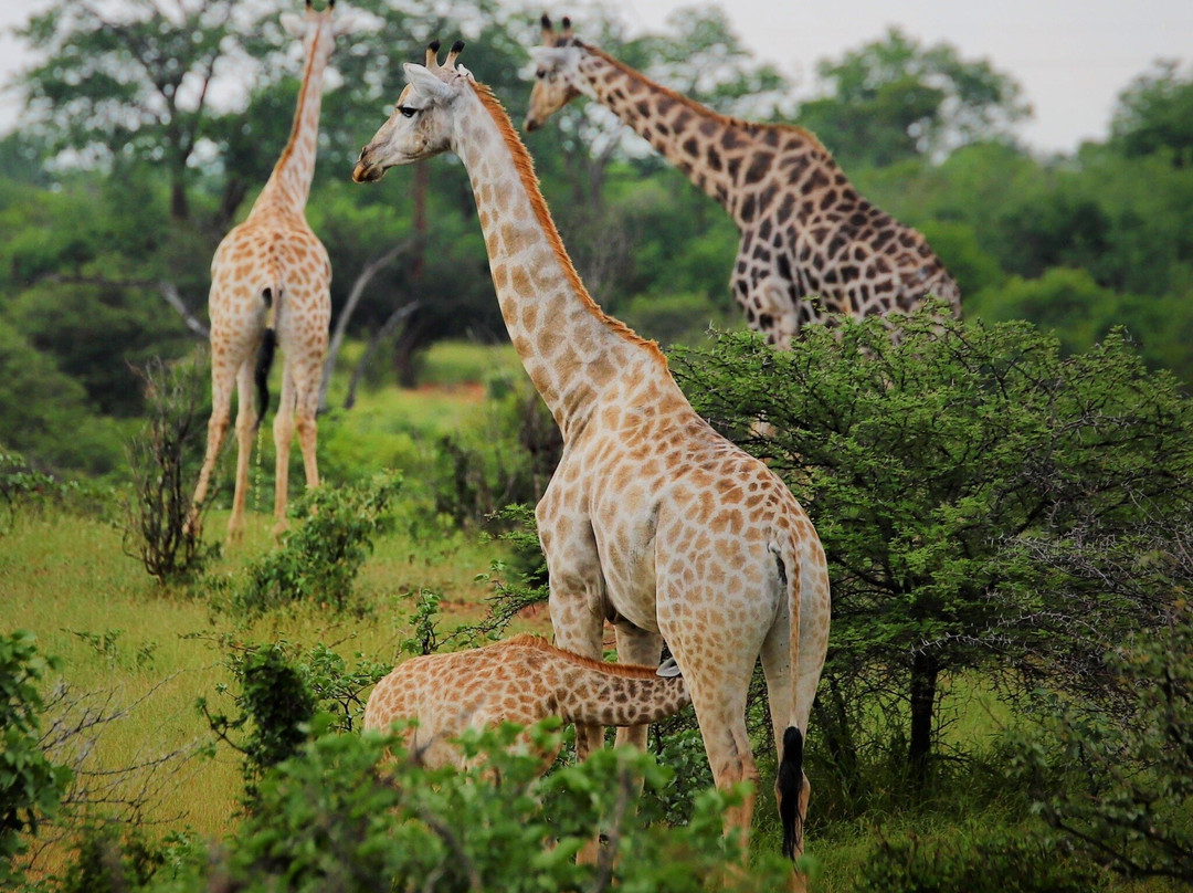 The Stanley and Livingstone-维多利亚瀑布必去景点