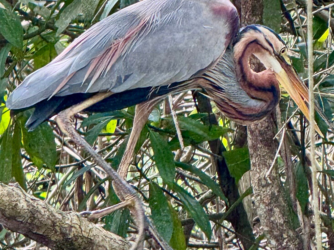 Siri Tours-Maha Induruwa必去景点