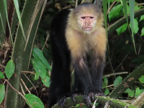 Trips Panama-巴拿马城必去景点