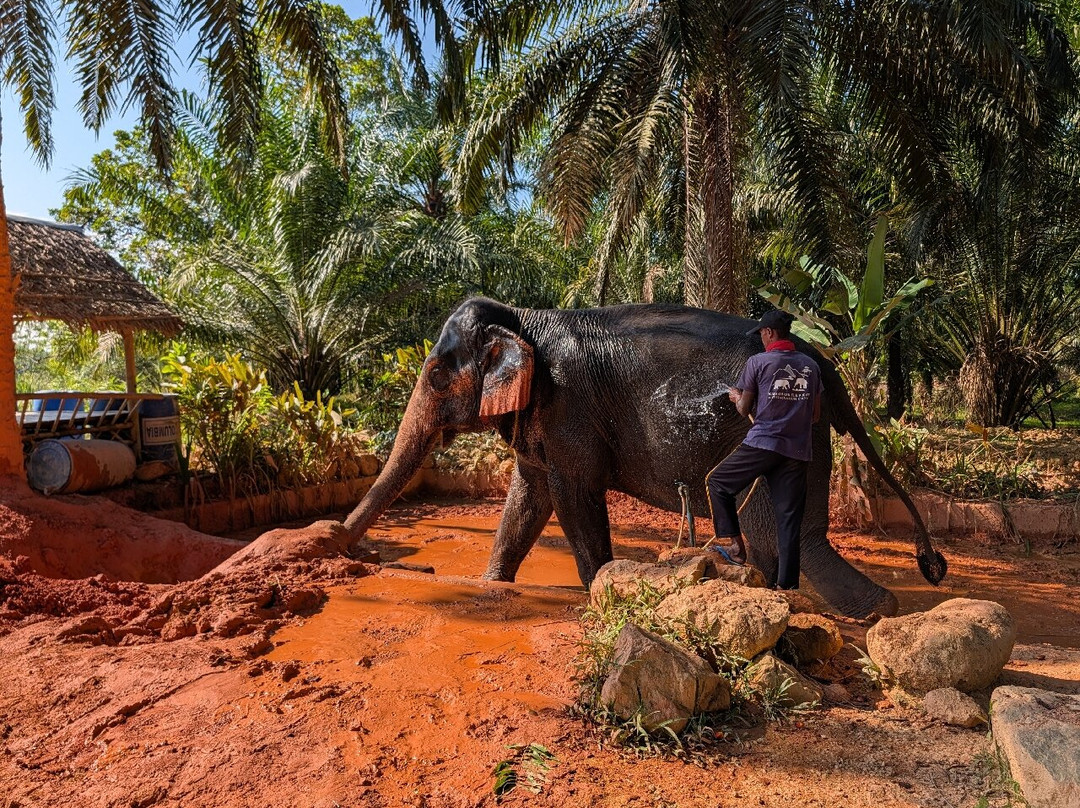 Khao Sok Elephant Sanctuary-拷索国家公园必去景点