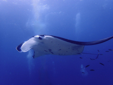 Scuba Junkie Komodo-Labuan Bajo必去景点