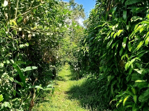 Finca Sura-Puerto Viejo de Sarapiqui必去景点