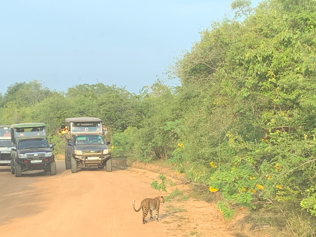 Yala Safari With Tharindu Gihan-蒂瑟默哈拉默必去景点