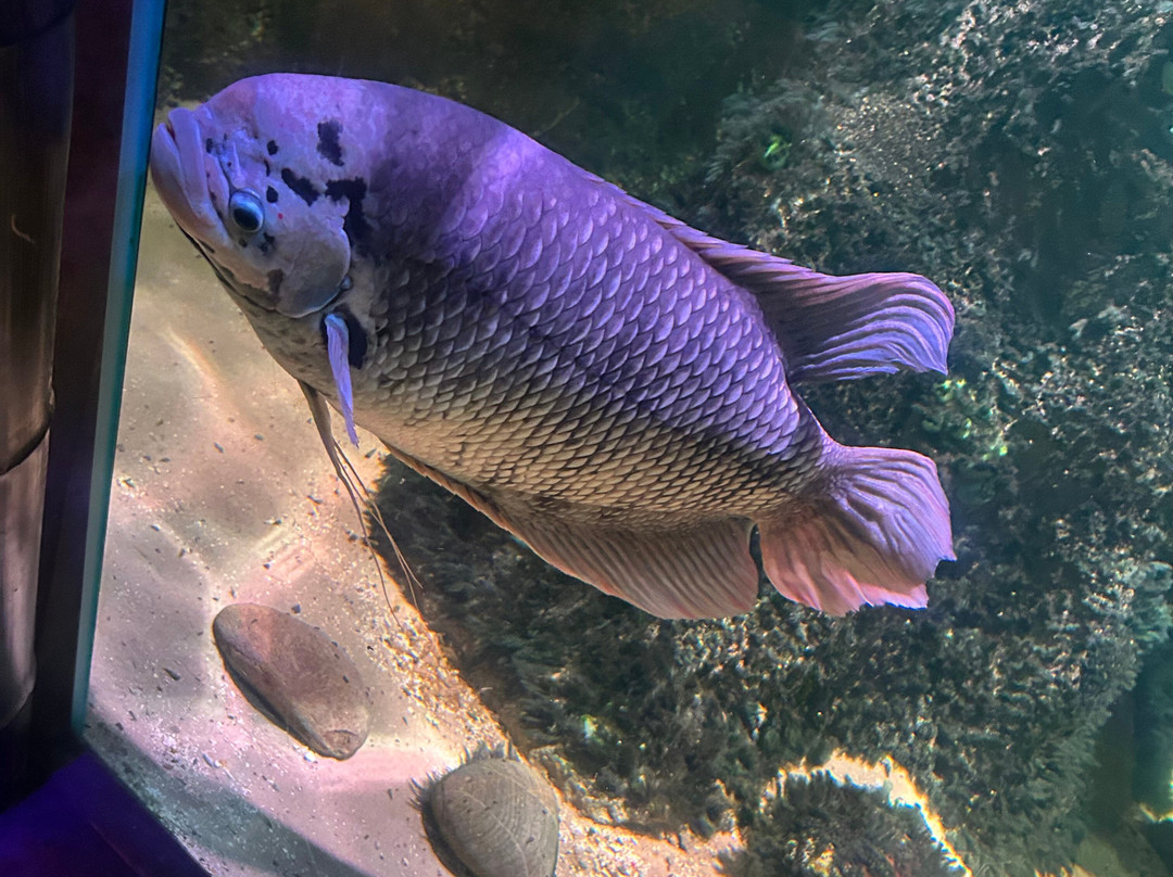 Sea Life Centre Great Yarmouth-大雅茅斯必去景点