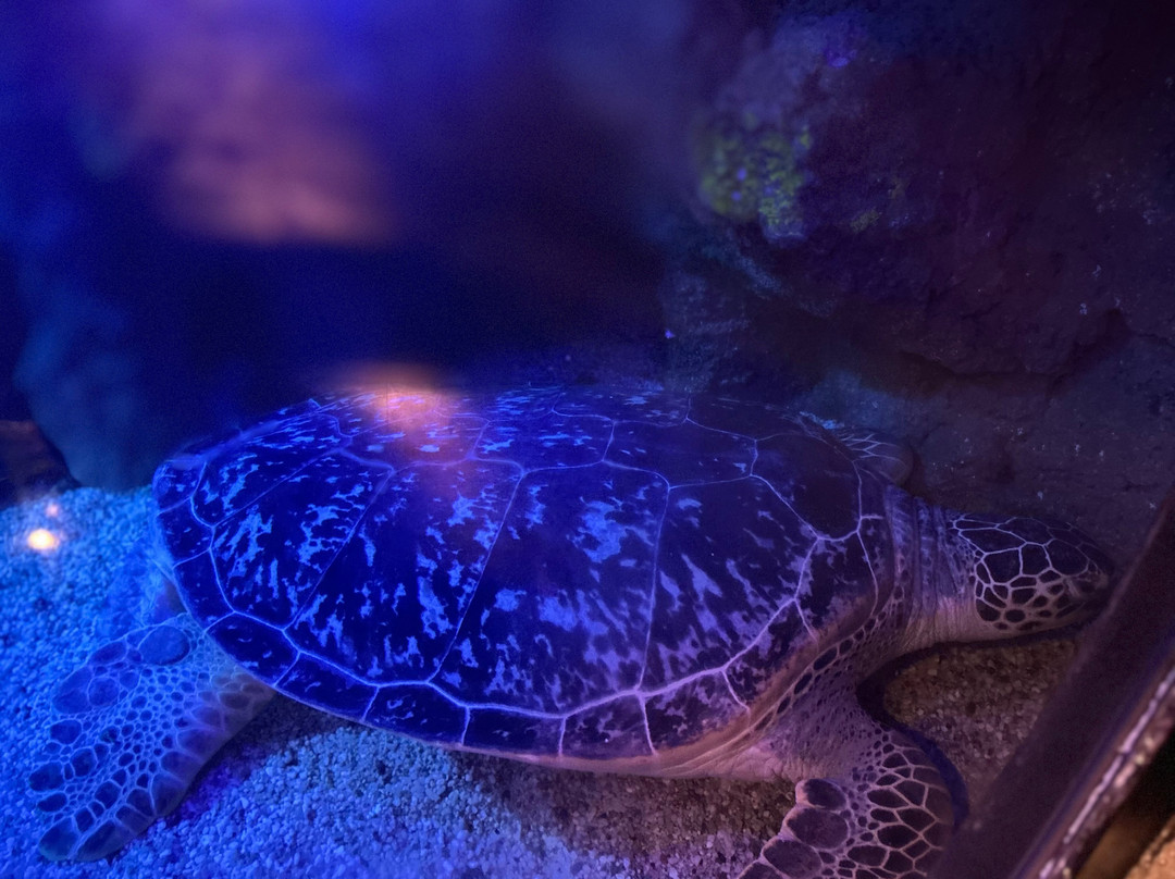 Sea Life Centre Great Yarmouth-大雅茅斯必去景点