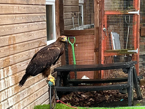 Riverside Falconry-纽卡斯尔必去景点