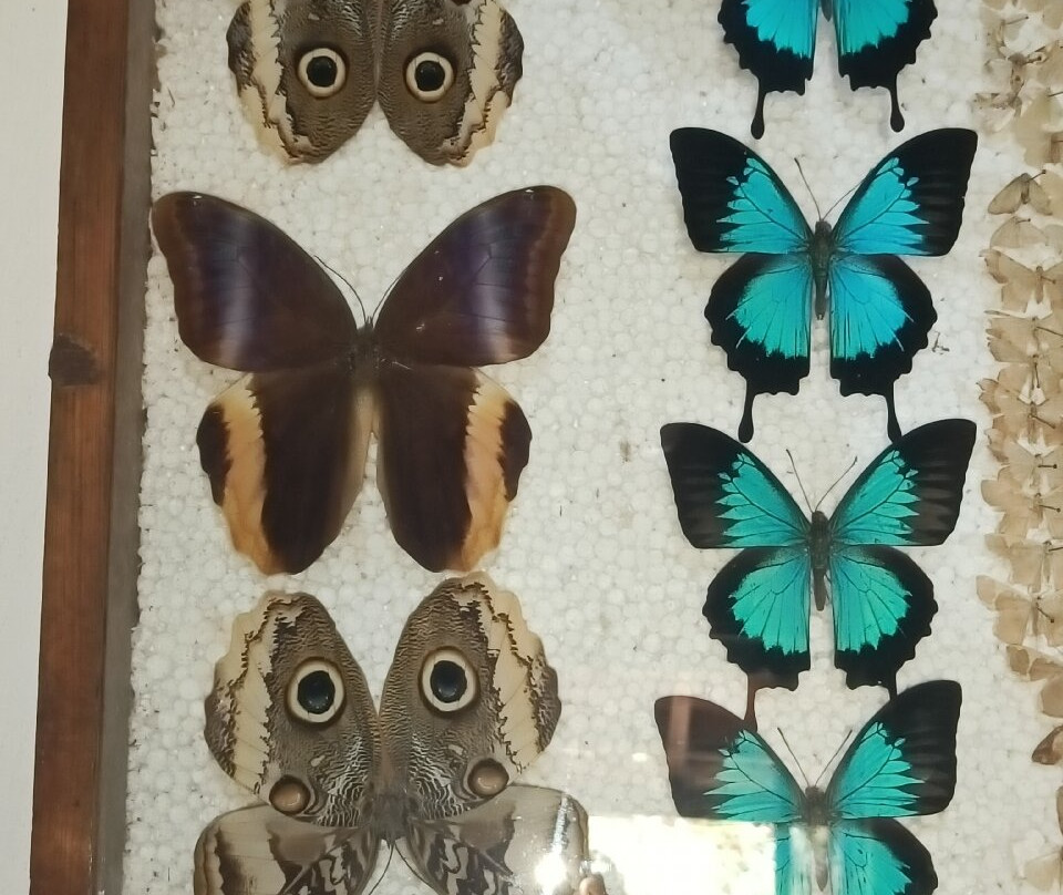 Butterfly Research Centre and Fundraiser Cafe-Bhimtal必去景点