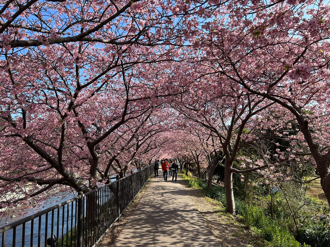 河津樱花-河津町必去景点