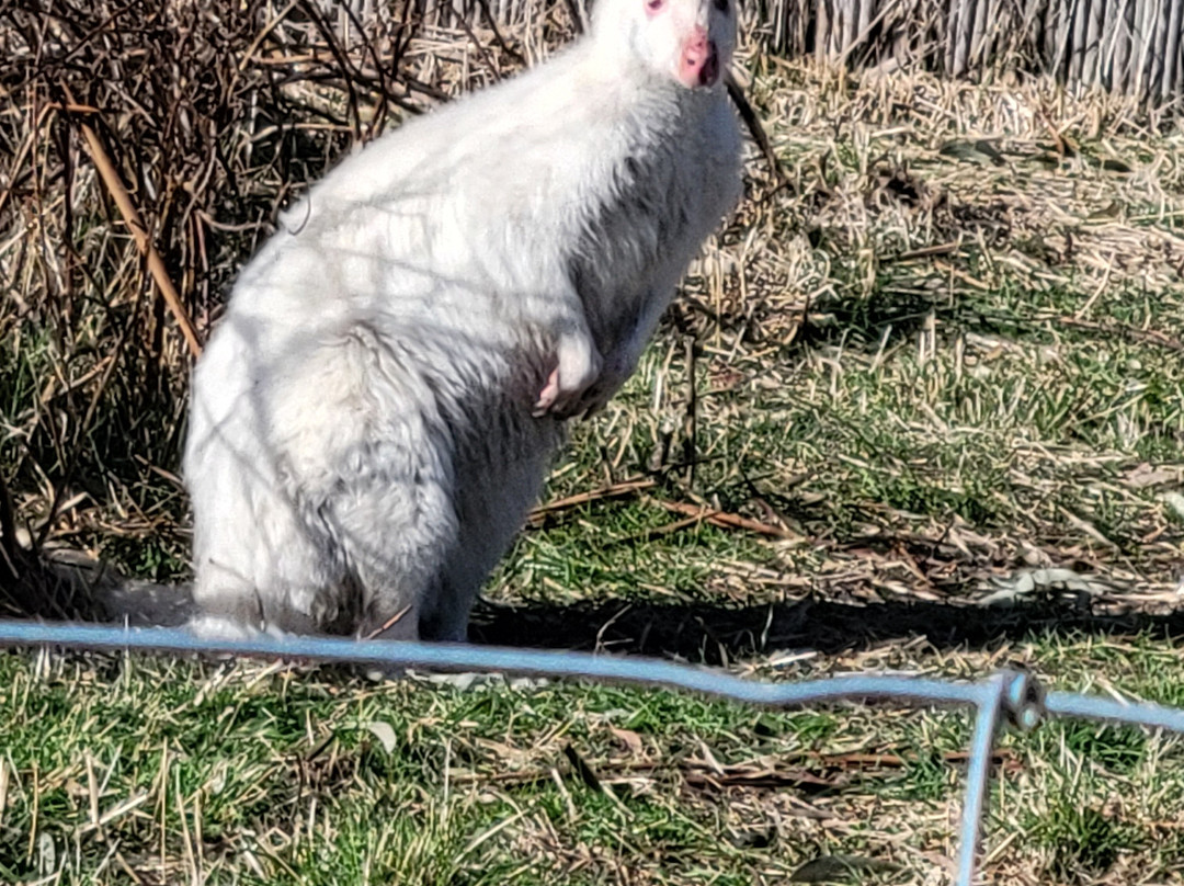 Corsica Zoo-Olmeta di Tuda必去景点