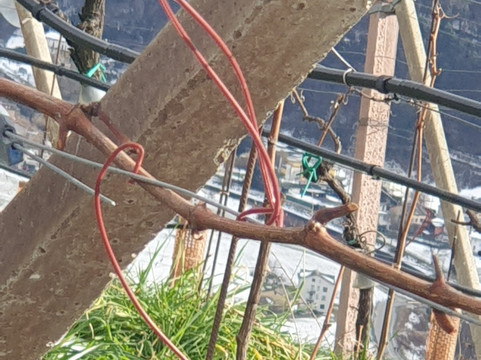 Cantina Aldo Rainoldi-Chiuro必去景点