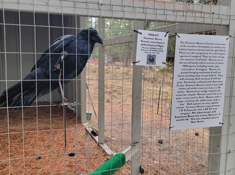 Badger Run Wildlife Rehab-克拉马斯福尔斯必去景点