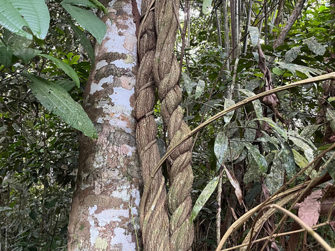 Psychonauta Foundation-伊基托斯必去景点