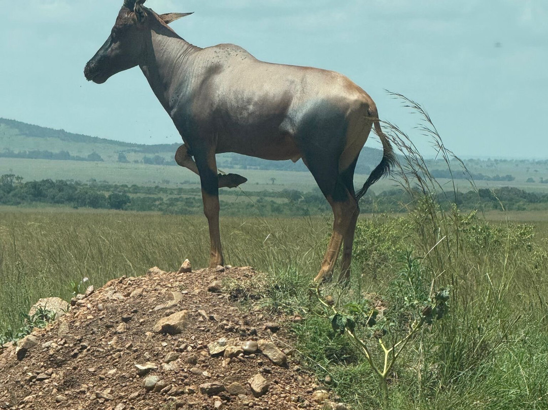 Imara Africa Safaris-内罗毕必去景点