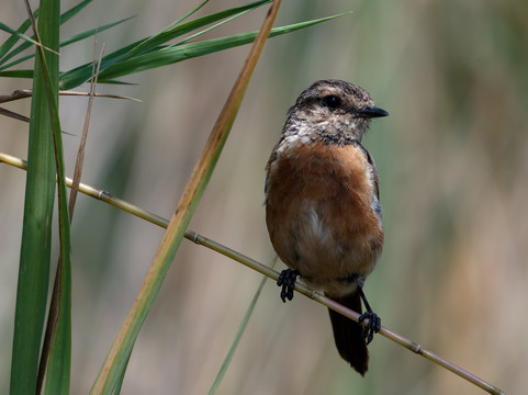 Nyandungu Eco-Park-吉佳利必去景点