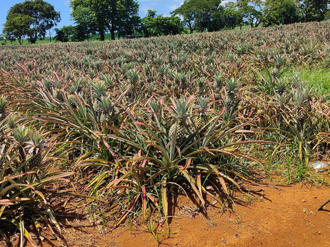 Quad Activities Constance Flacq-Centre de Flacq必去景点