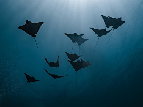 Adora Liveaboard, Maldives-马累必去景点