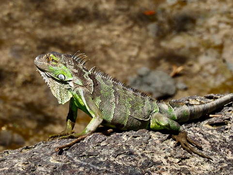 Palo Verde Boat Tours-Ortega必去景点