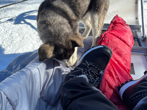 Yellowstone Dog Sled Adventures-西黄石镇必去景点