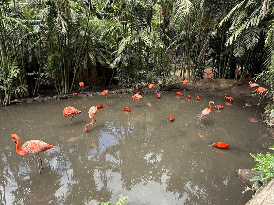 Zoo de Martinique-Le Carbet必去景点