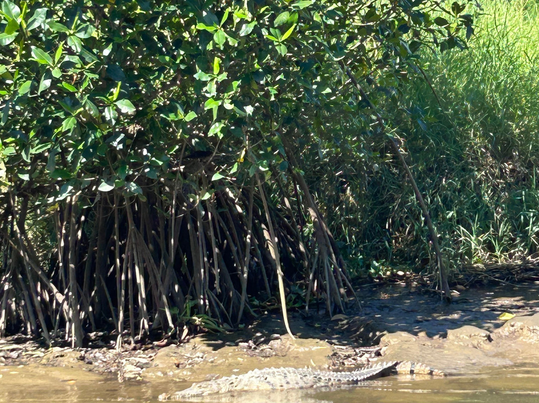 Kokopelli Wildlife Tours-Sierpe必去景点