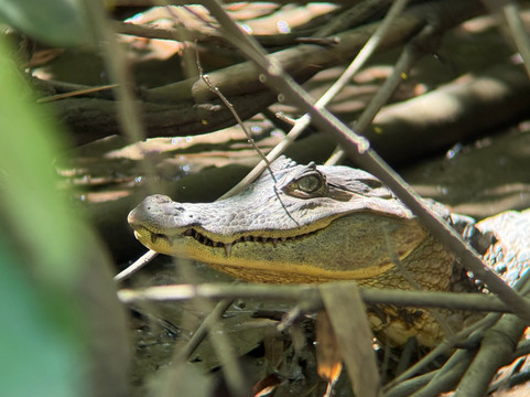 Osa Nature Lovers-Sierpe必去景点