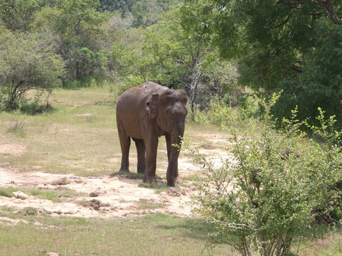 Travel With Asanka-康提必去景点