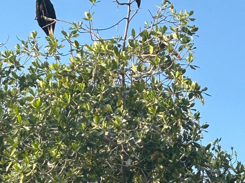 Kayak & Paddle Board Experiences in Barra de Potosi-Petatlan必去景点