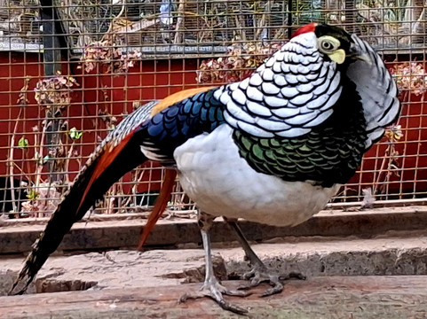 Sidkeong Tuluk Bird Park-West Sikkim必去景点