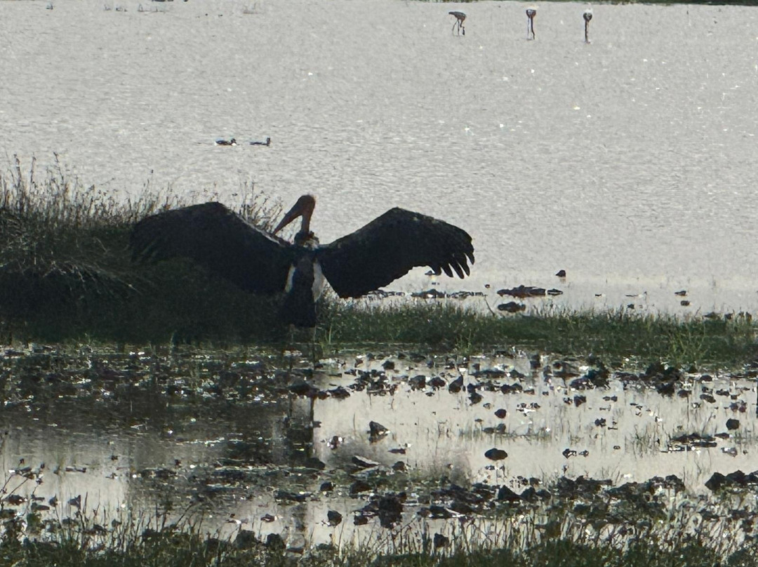 Lake Magadi Conservancy-马加迪必去景点