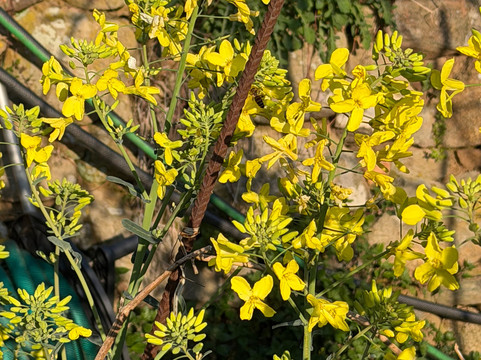 Bed And Breakfast Cà De Badin主图