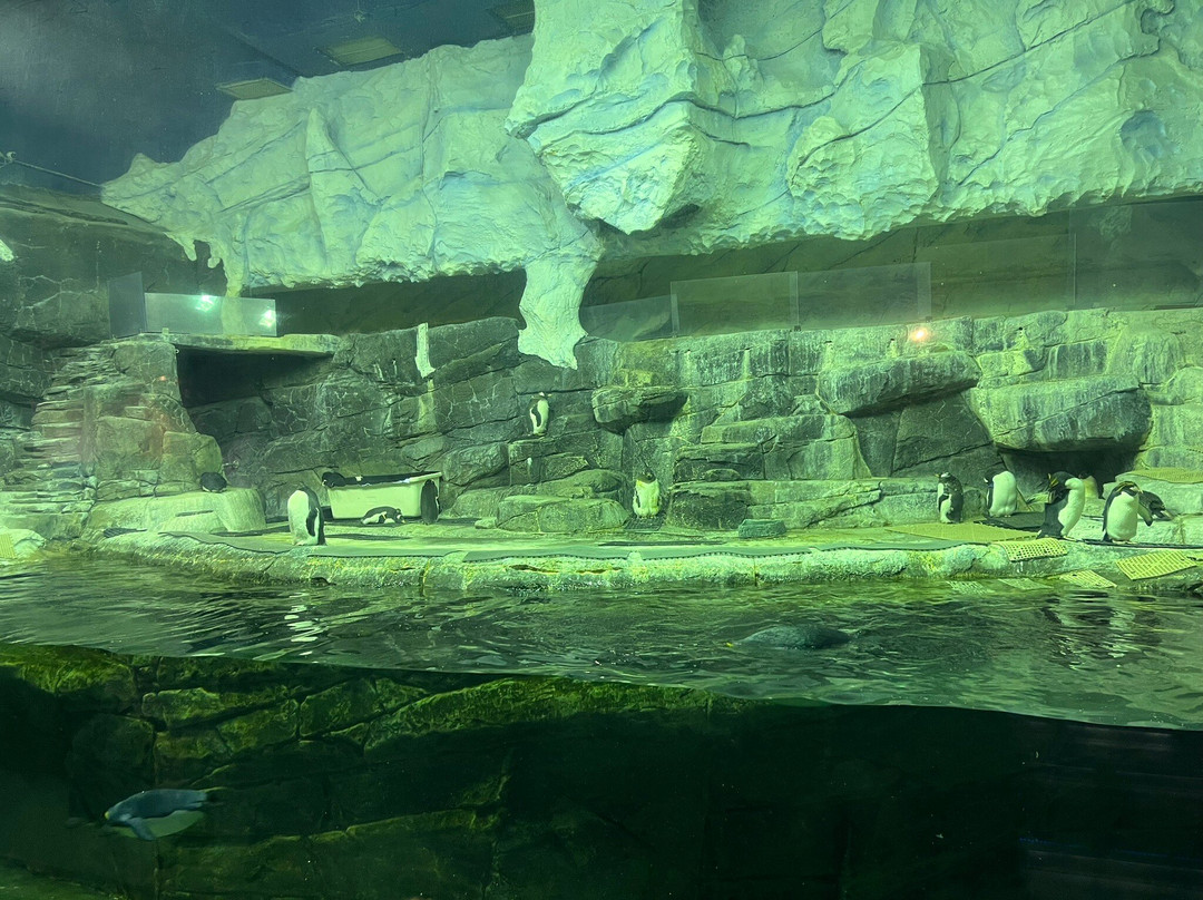 Newport Aquarium-Newport必去景点