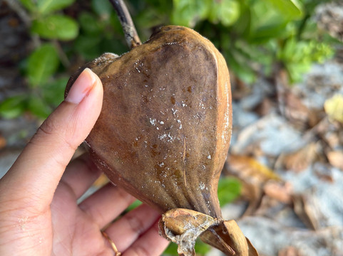 NomadicTribes | Andaman-Swaraj Dweep必去景点