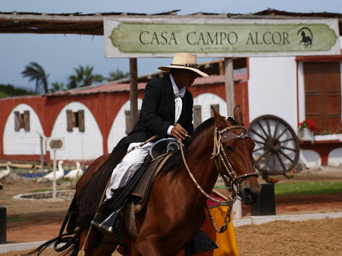 Caballos Peruanos De Paso-特鲁希略必去景点