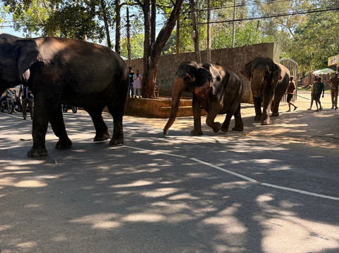 EMI Tours - Sri Lanka-Waikkal必去景点