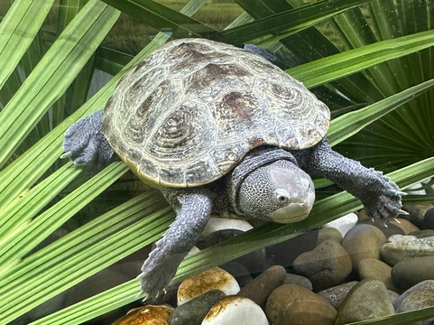 Georgia Sea Turtle Center-吉柯岛必去景点
