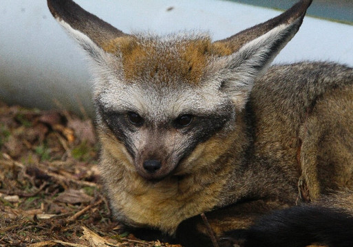 Africa Alive-Kessingland必去景点