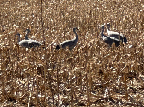 Crane Trust-Wood River必去景点