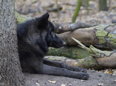 Wolfcenter Dörverden-Doerverden必去景点