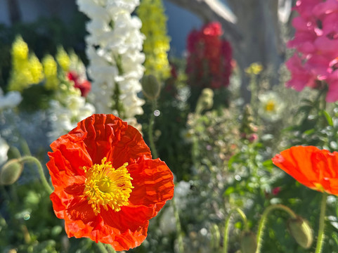 Oakland Temple Visitors' Center-奥克兰必去景点