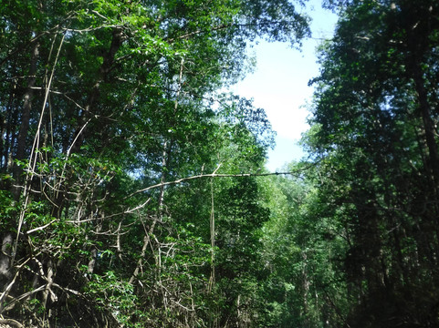 Pineapple Tours-主日镇必去景点