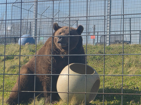 Turpentine Creek Wildlife Refuge-尤里卡斯普林斯必去景点